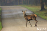 Edelhert (Cervus elaphus)