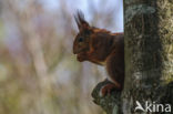 Eekhoorn (Sciurus vulgaris)