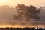 Grove den (Pinus sylvestris)