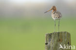 Grutto (Limosa limosa) 