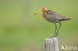 Grutto (Limosa limosa) 