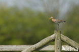 Grutto (Limosa limosa) 