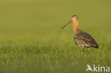 Grutto (Limosa limosa) 