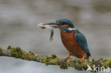 IJsvogel (Alcedo atthis)