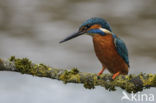 IJsvogel (Alcedo atthis)