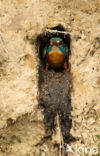 IJsvogel (Alcedo atthis)