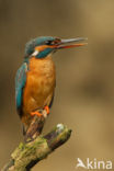 IJsvogel (Alcedo atthis)