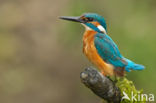 IJsvogel (Alcedo atthis)