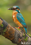 IJsvogel (Alcedo atthis)