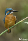 IJsvogel (Alcedo atthis)