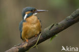 IJsvogel (Alcedo atthis)