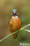 IJsvogel (Alcedo atthis)