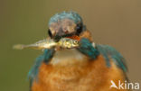 IJsvogel (Alcedo atthis)