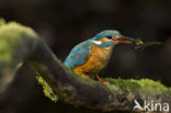 IJsvogel (Alcedo atthis)