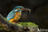 IJsvogel (Alcedo atthis)