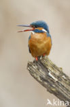 IJsvogel (Alcedo atthis)