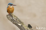 IJsvogel (Alcedo atthis)