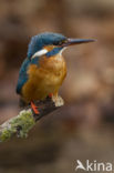 IJsvogel (Alcedo atthis)