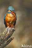 IJsvogel (Alcedo atthis)