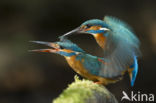 IJsvogel (Alcedo atthis)