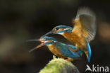 IJsvogel (Alcedo atthis)