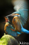 IJsvogel (Alcedo atthis)