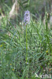 Italiaanse orchis (Orchis italica)