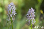 Italiaanse orchis (Orchis italica)