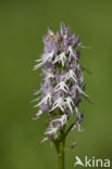 Italiaanse orchis (Orchis italica)