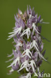 Italiaanse orchis (Orchis italica)