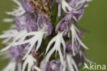 Italiaanse orchis (Orchis italica)