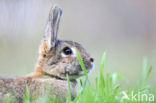 Konijn (Oryctolagus cuniculus) 