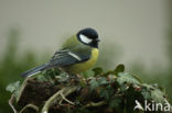 Koolmees (Parus major)