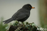 Merel (Turdus merula)