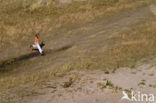 Nationaal park Schiermonnikoog