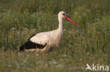 Ooievaar (Ciconia ciconia)