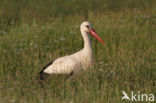 Ooievaar (Ciconia ciconia)