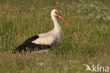 Ooievaar (Ciconia ciconia)