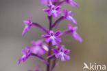 Orchis quadripunctata