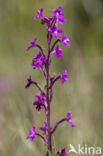 Orchis quadripunctata