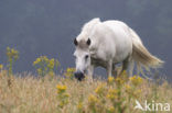 Paard (Equus spp)