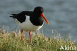 Scholekster (Haematopus ostralegus)