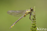 Turkse rombout (Gomphus schneiderii )