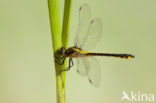 Turkse rombout (Gomphus schneiderii )