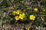 Voorjaarsganzerik (Potentilla verna)