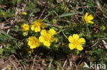 Voorjaarsganzerik (Potentilla verna)