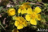 Voorjaarsganzerik (Potentilla verna)