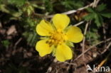 Voorjaarsganzerik (Potentilla verna)