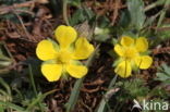 Voorjaarsganzerik (Potentilla verna)