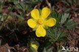 Voorjaarsganzerik (Potentilla verna)